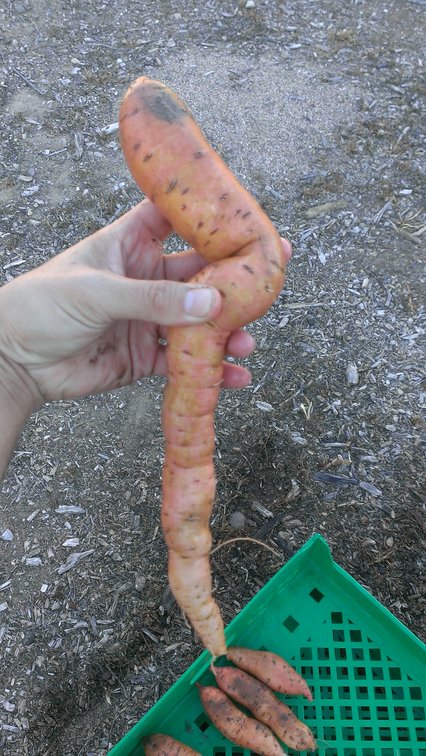 twisted potato looks like a carrot