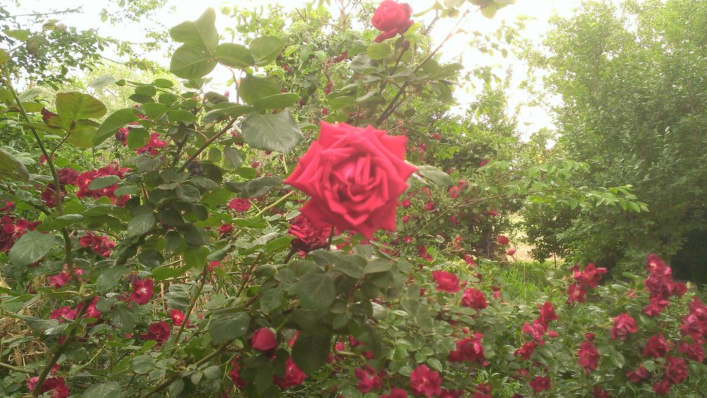 blurry rose