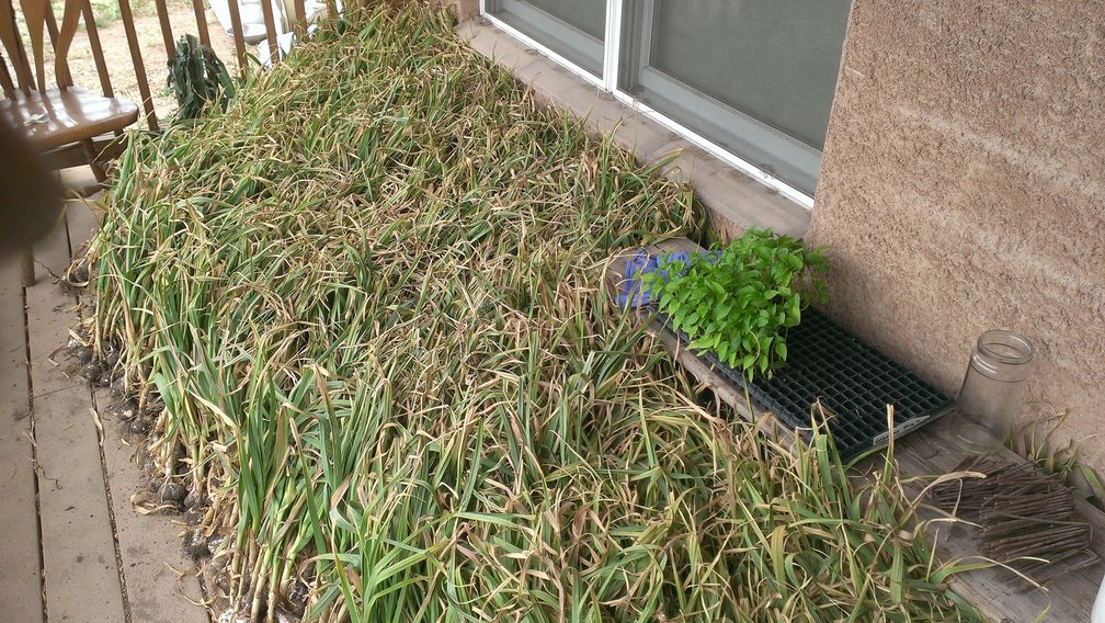 harvested garlic not in trays