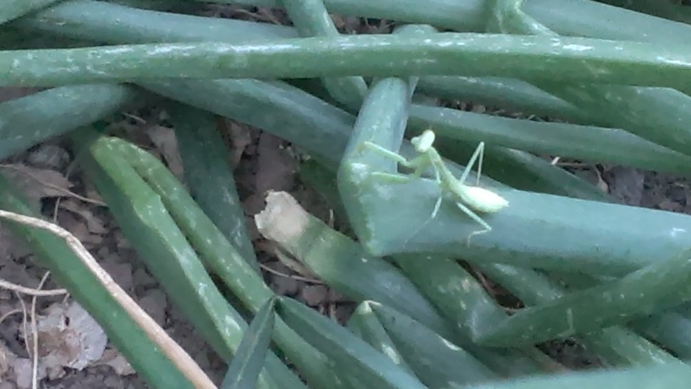 zoomed mantis