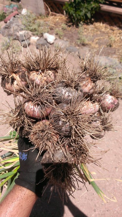 Garlic straight out of the ground