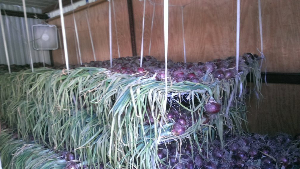 Onions curing