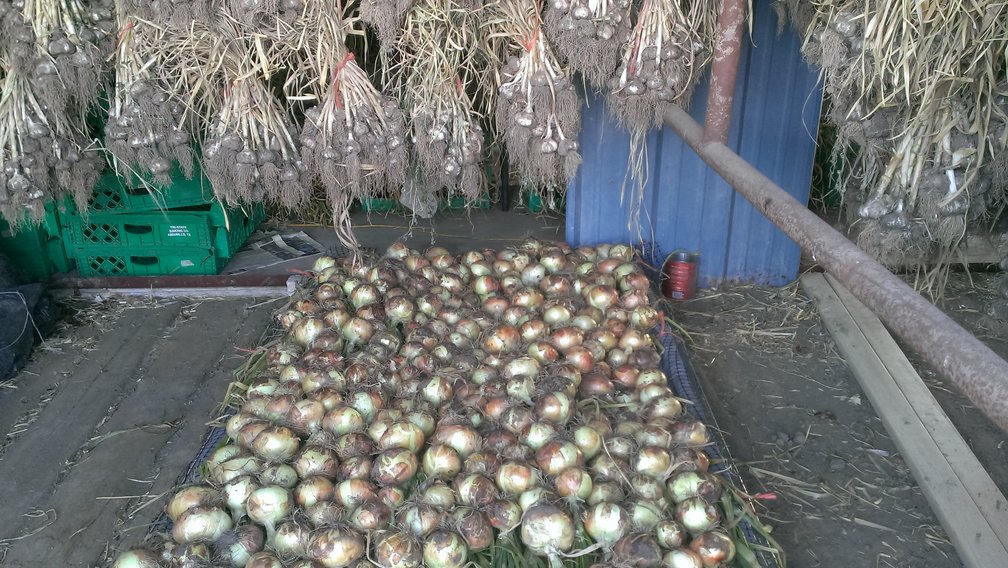 onions and garlic curing