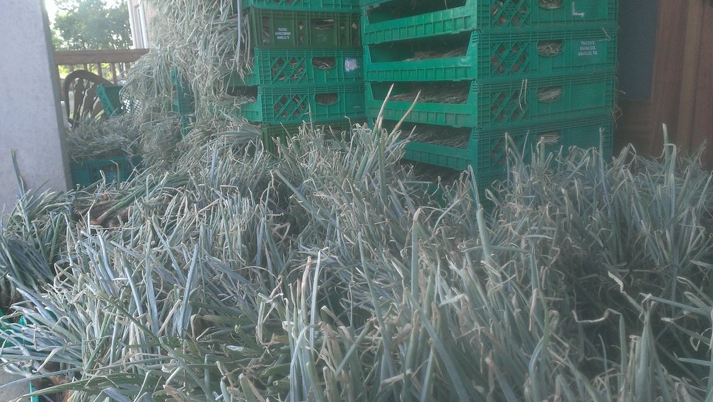 shallots on the deck2