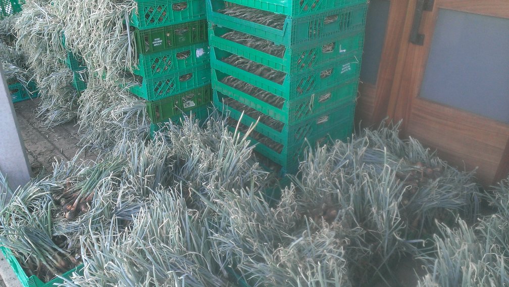 shallots on the deck