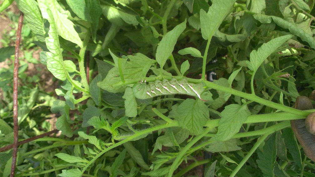 tomato hornworm