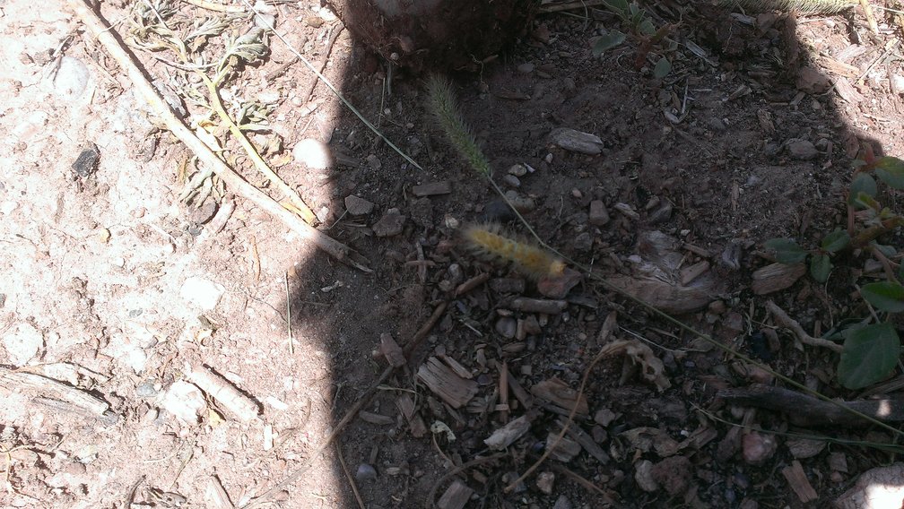 some sort of hairy caterpillar