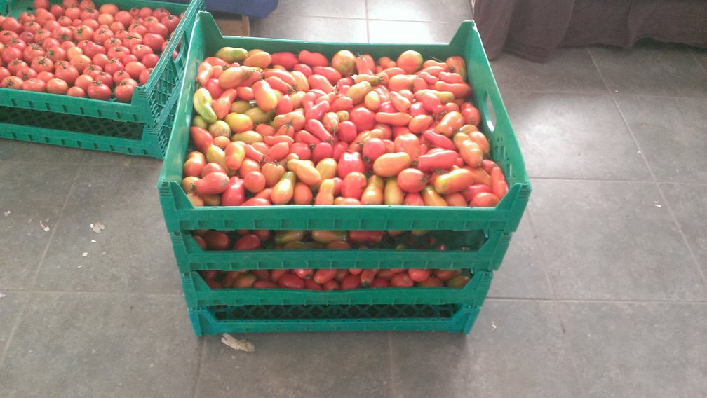 roma tomatoes