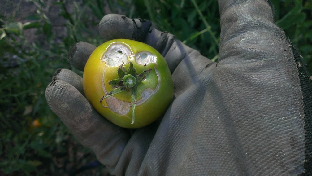 smiling tomato