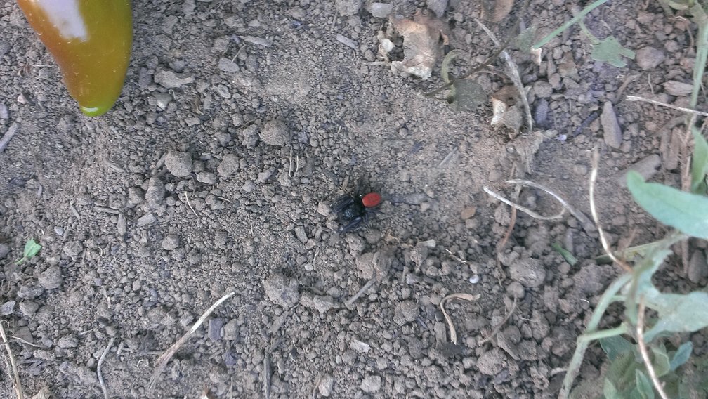 red-backed jumping spider