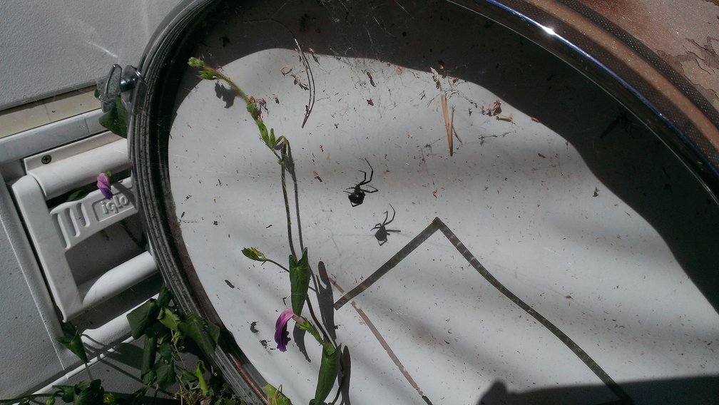 black widow on a drum