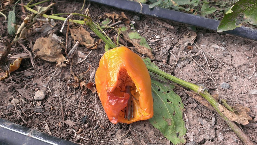 destroyed peppers2