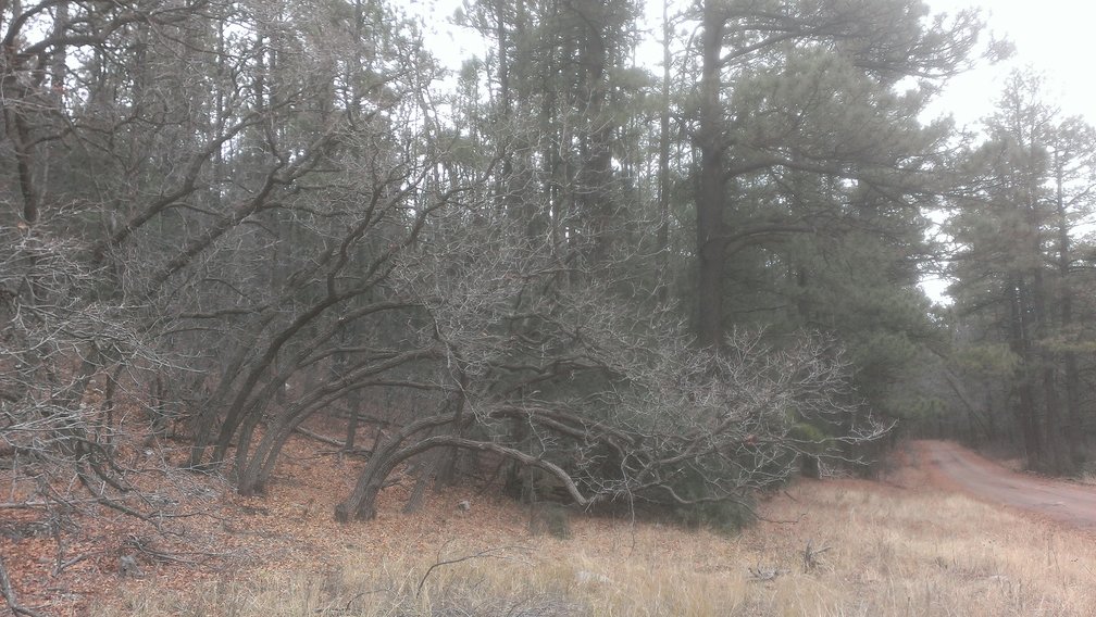 Smaller bent trees on hike