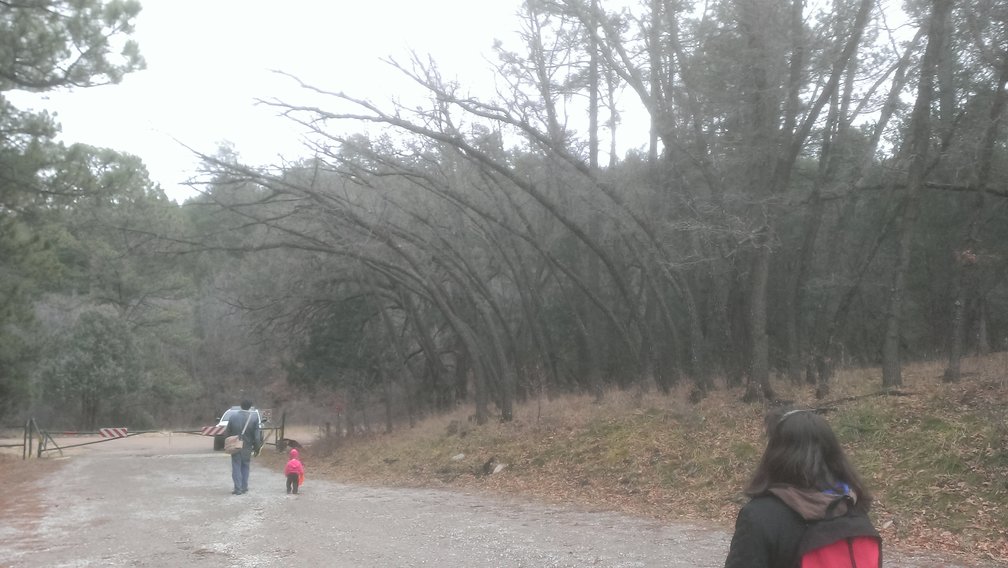 Bent trees on a hike