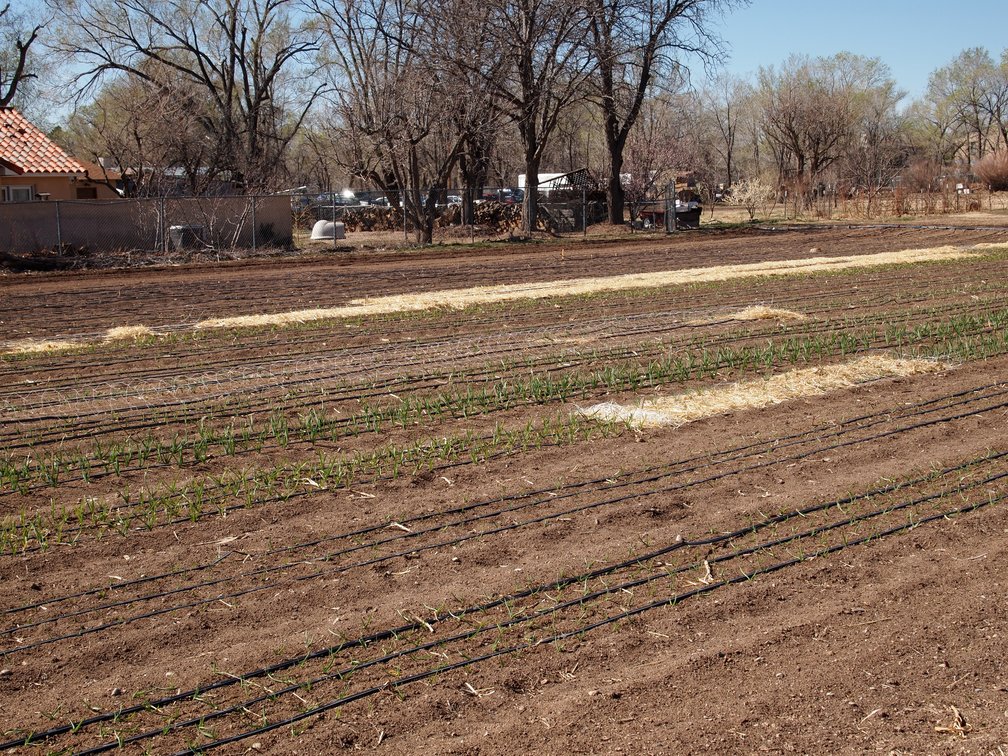 garlic in March