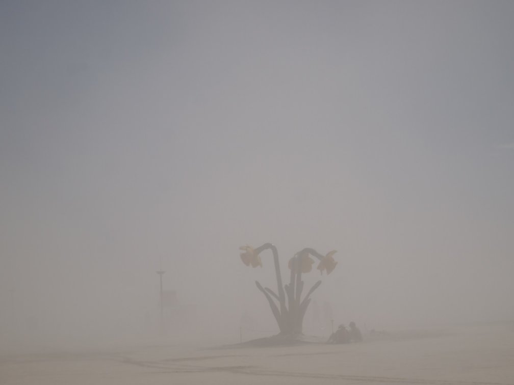 daisy in the dust