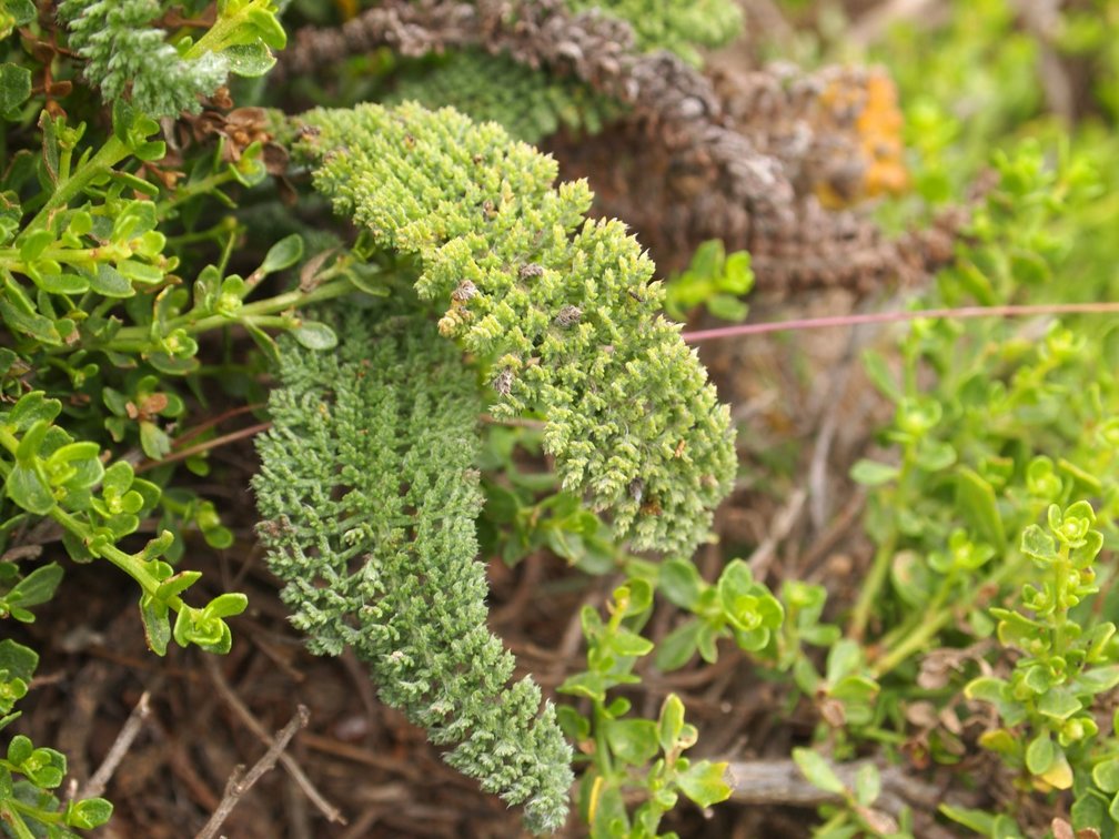 Macro shot Thornton Beach