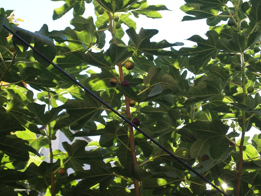 Figs and fig leaves in the sun