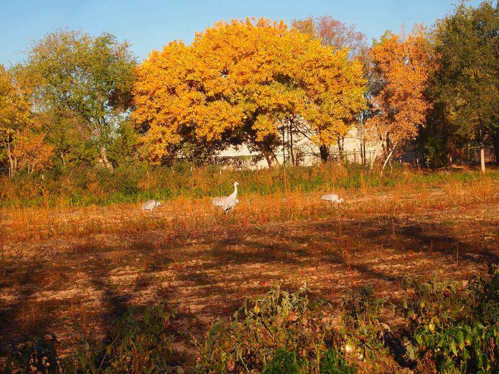 sandhill cranes