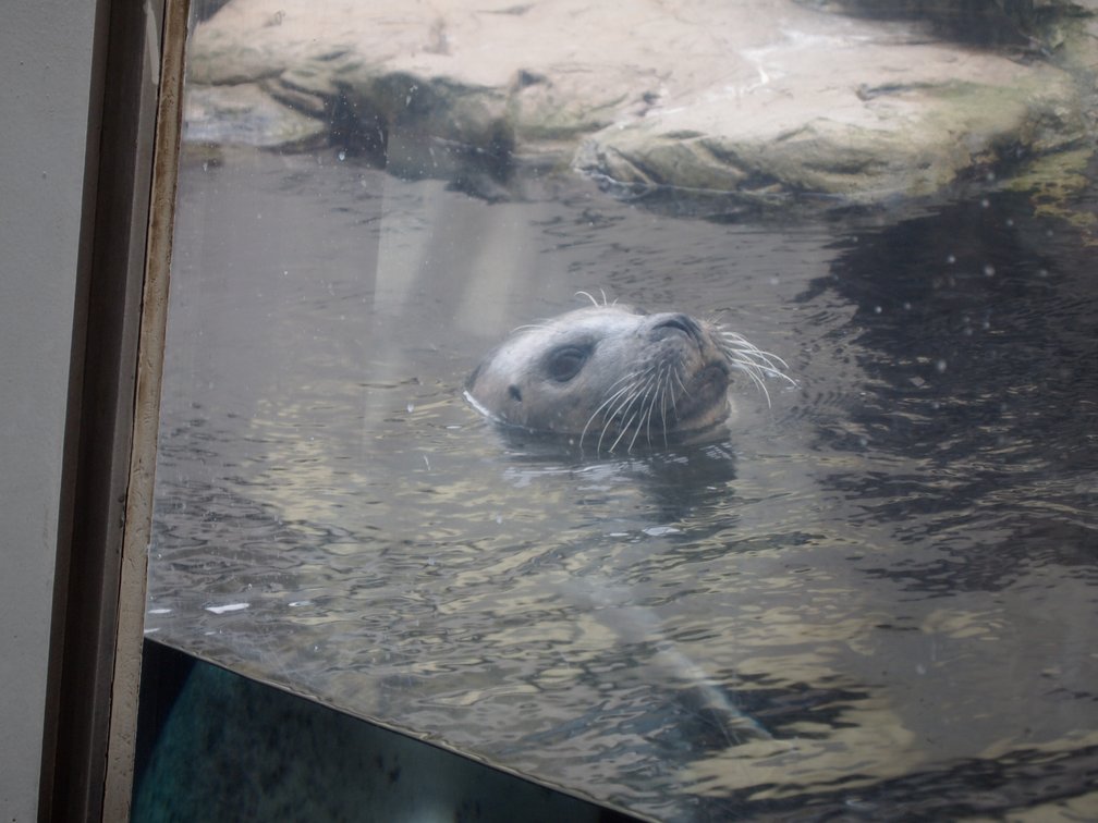 harbor seal