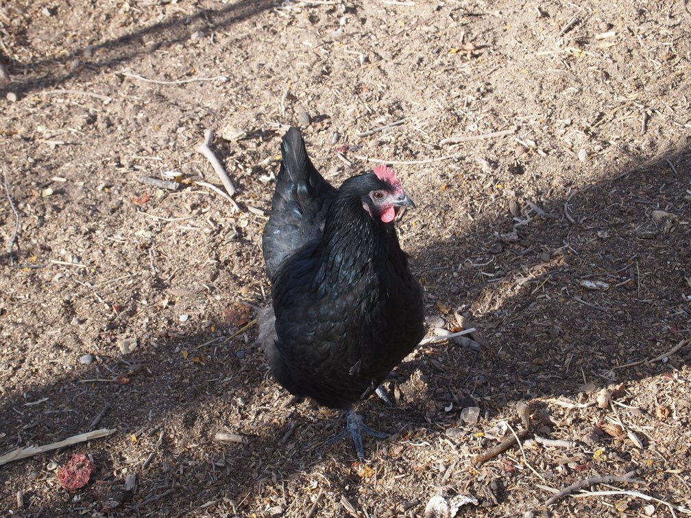 black chicken