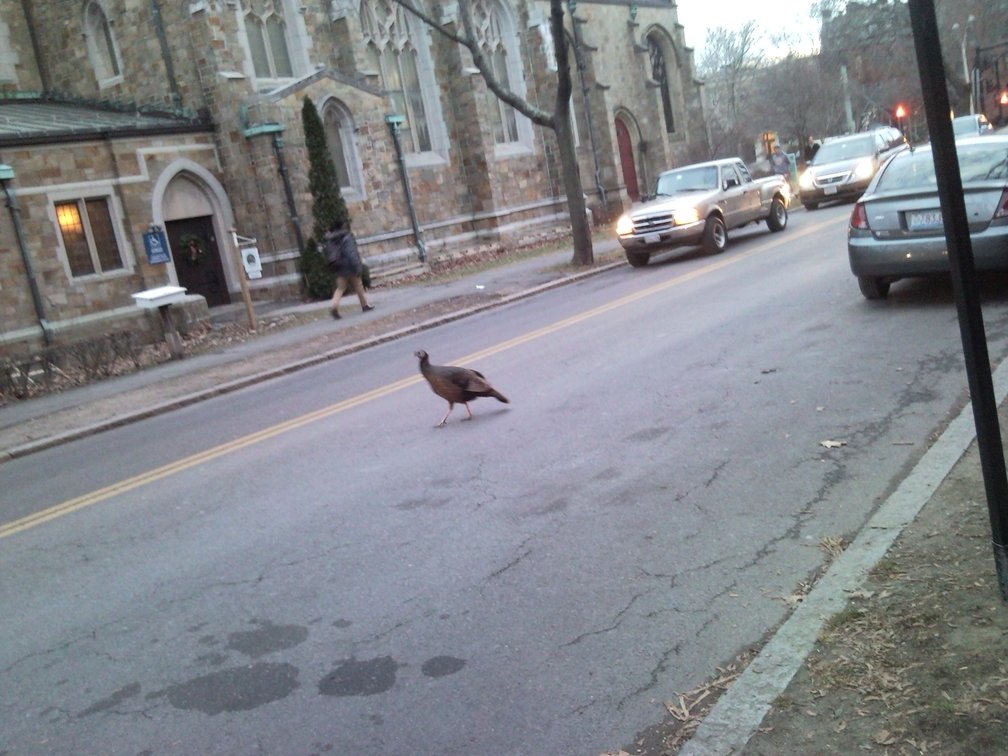 turkey just walking on a busy street